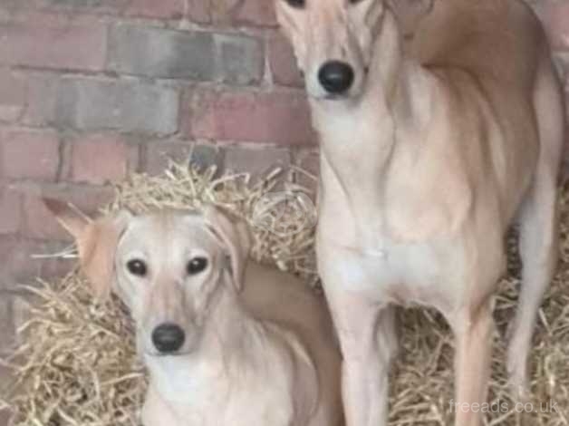 Saluki best sale x lurcher