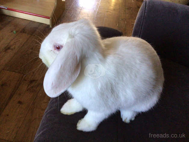 Albino hot sale mini lop