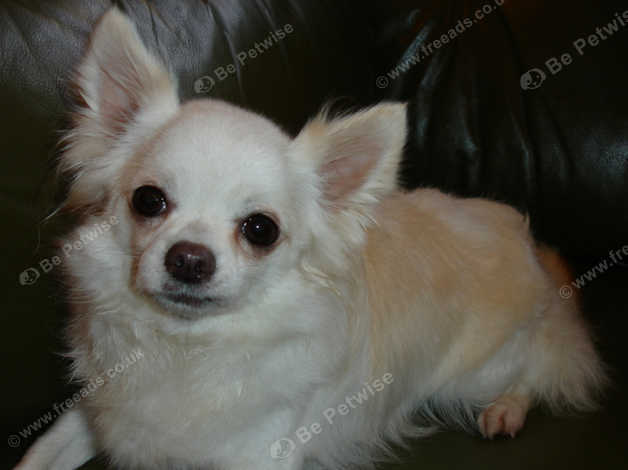 Gorgeous Cream White Longhaired Chihuahua Adult Girl In Skegness