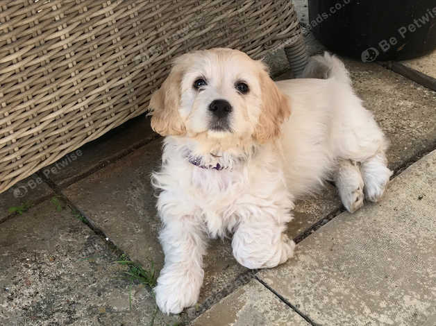 Cavachon for hot sale rehoming