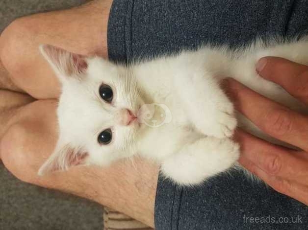 White kitten clearance for sale