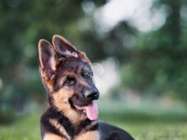 German Shepherd Black And Tan Short Hair Male Female In