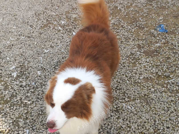 Red white 2024 border collie