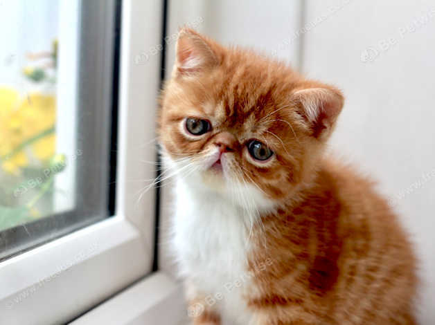 Exotic shorthair red sales tabby