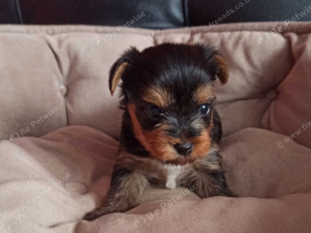 Teacup yorkie adoption near hot sale me