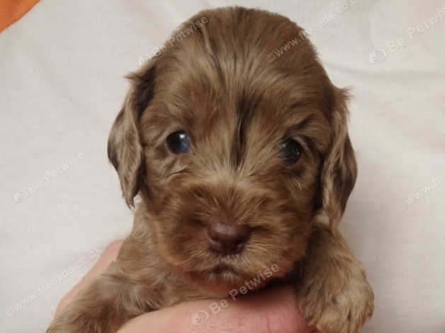 Cockapoo with blue store eyes for sale