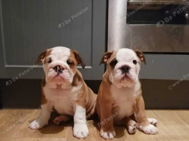 Champion english store bulldogs for sale