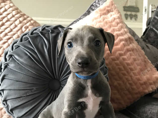 Whippet puppies for sales rehoming