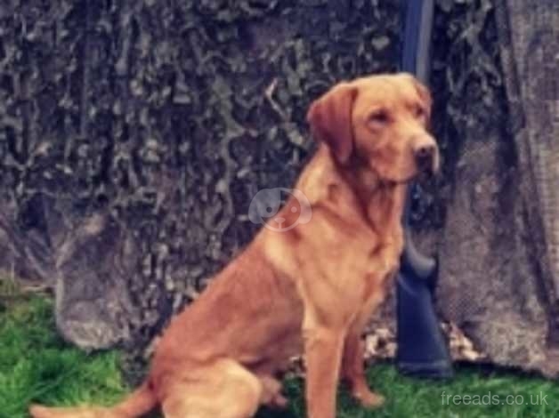 Fox Red Labrador Stud In Wigton Ca7 On Freeads Classifieds Labrador Retrievers Classifieds