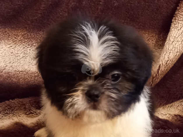 Shih Tzu Purebred In Leighton Buzzard On Freeads Classifieds Shih