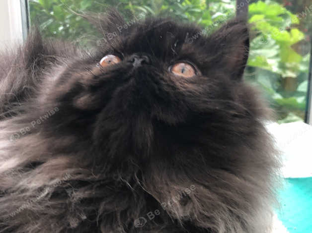 Black long best sale haired persian cat