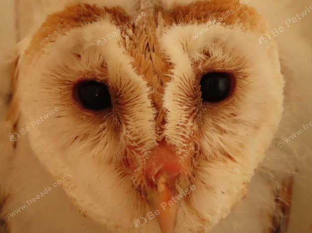 Pet owls for sale best sale near me