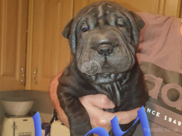 Sharpei Puppies in Rotherham S63 on Freeads Classifieds 