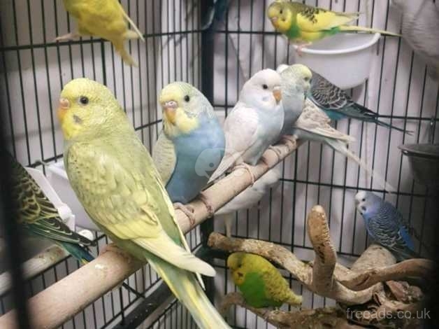 budgies for sale london