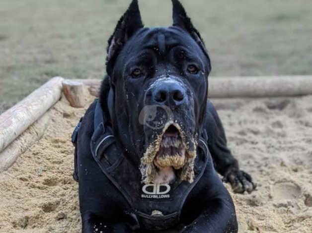 are cane corso dogs vicious