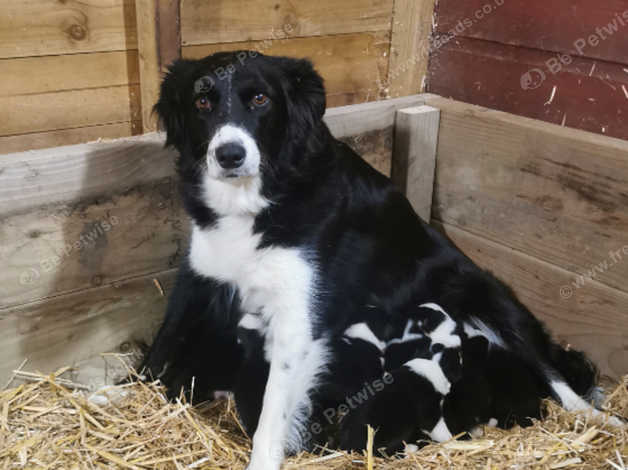 Border collie 2024 rescue sussex