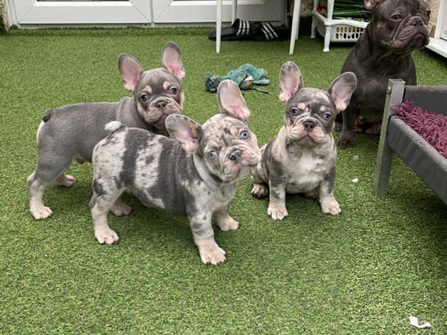 Exotic french bulldog puppies clearance for sale