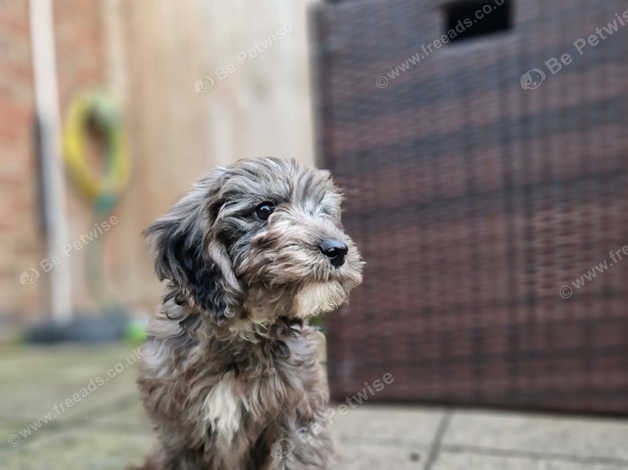 Grey best sale merle cockapoo