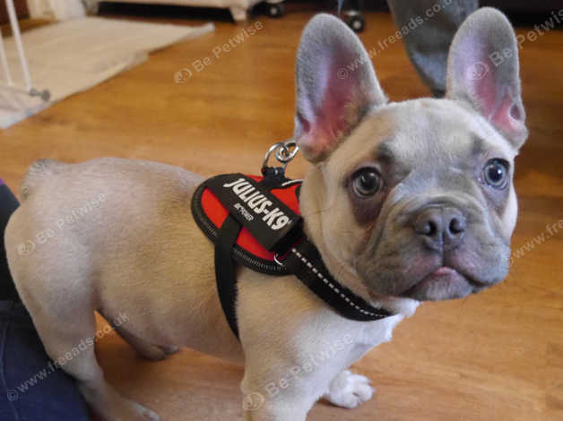 Fawn Blue Isabella (fluffy Carrier) Female 4 Months Old French Bulldog 