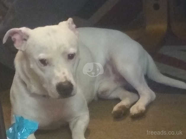 White discount staffy cross