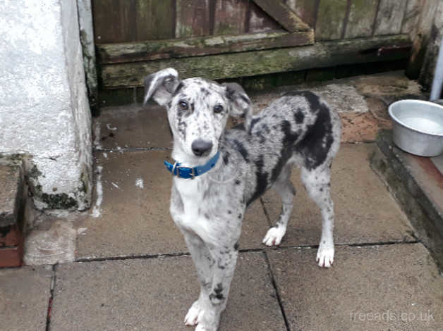 Merle lurcher hot sale