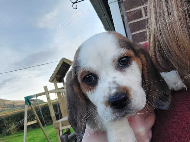 Basset best sale x beagle