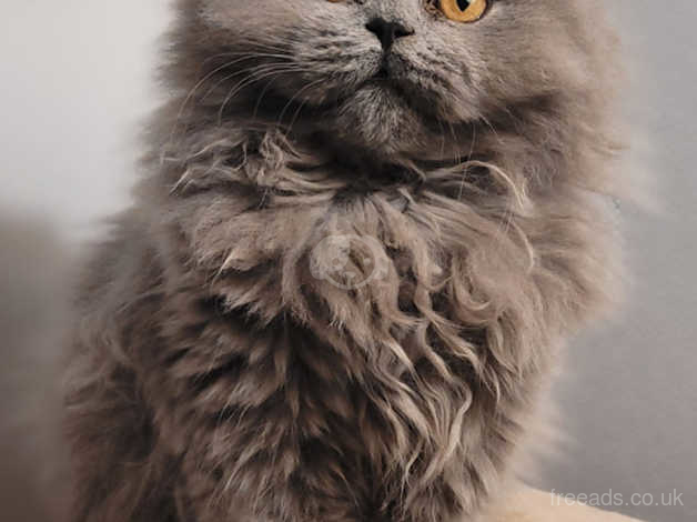Lilac British Longhair Kitten. in Birmingham B10 on Freeads Classifieds - British  Longhair classifieds