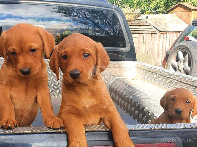 Fox Red Labrador One Dog Pup Left In Shrewsbury On Freeads Classifieds Labrador Retrievers Classifieds