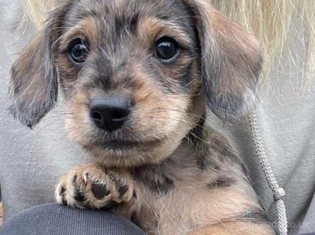 Doxie chon puppies sales for sale