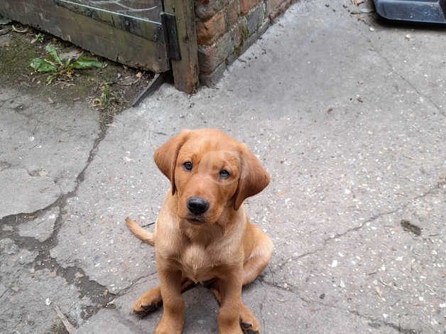 Fox Red Labrador Puppy For Sale In Henley On Thames On Freeads Classifieds Labrador Retrievers Classifieds