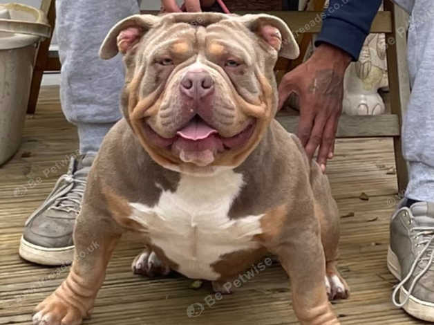 Micro best sale tri bully