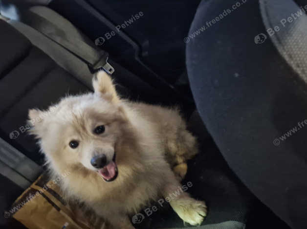 Chow chow x sales pomeranian