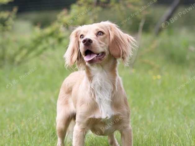 Working cocker store spaniel health tests