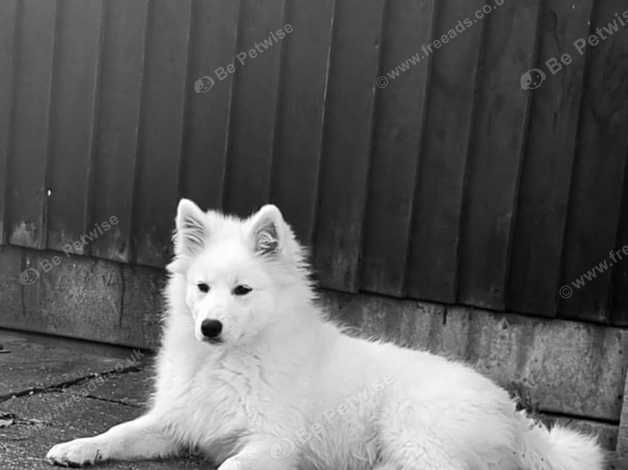 Japanese spitz hot sale fox