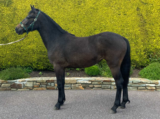 Connemara Yearling Filly | in Ireland, Bedfordshire | Freeads