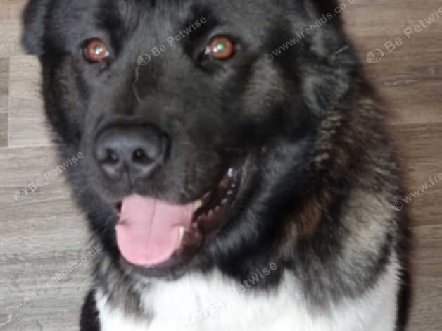 Urgent Male Akita in Bristol BS16 on Freeads Classifieds - Akitas