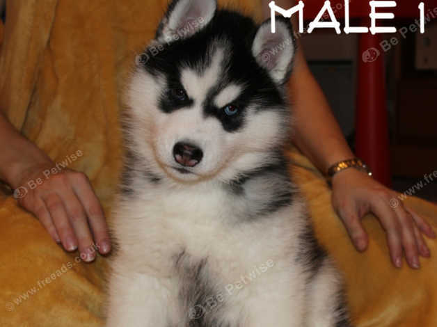 Husky puppies for hot sale adoption near me