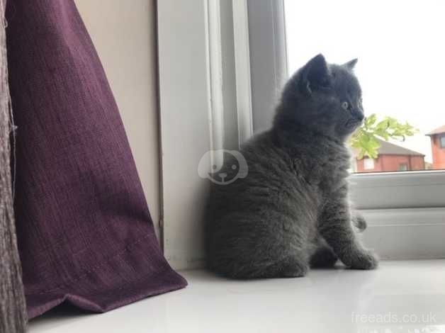 Stunning Gccf British Shorthair Kittens For Sale In Stoke On