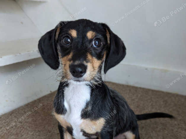 Miniature Dachshund X Jack Russell Puppy In Cheltenham GL52 On Freeads ...