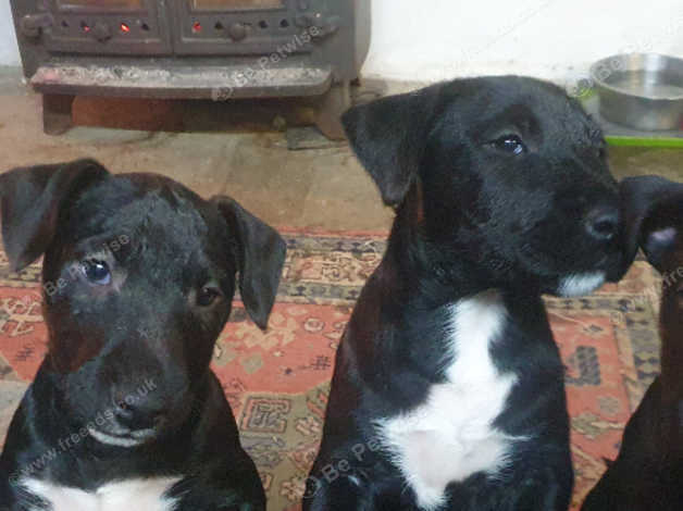 Patterdale bull hot sale terrier cross