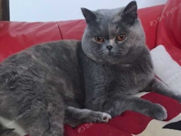 Beautiful Gccf Active British Shorthair Girl In Callington Pl17 On