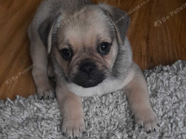 Pug cross best sale breeds for sale