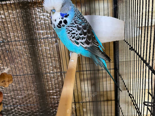 Male Exhibition Budgie in Ellesmere Port on Freeads Classifieds ...