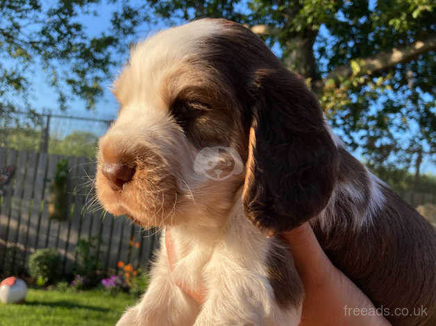 Chocolate roan cocker clearance spaniel for sale