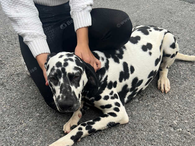 8 month sale old dalmatian