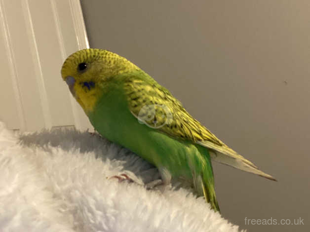 Hand Tamed Budgie in Manchester M9 on Freeads Classifieds - Budgies ...