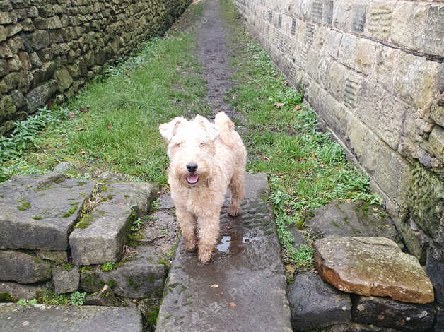 6 Month Old Lakeland Terrier Soft Coated in Sheffield on Freeads ...