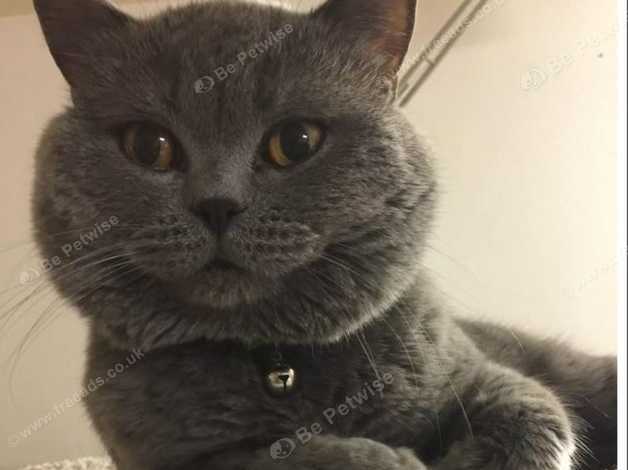 Gorgeous Bsh Blue Kitten For Sale London In Barnet Nw9 On Freeads