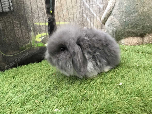 Mini lion best sale lop rabbit