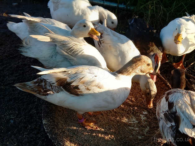 Quartet of Ducks get the call